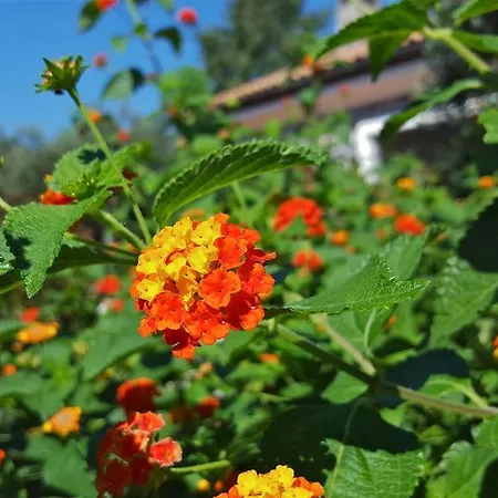 La Basura 토이라노
